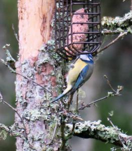 Blue Tit