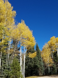Aspens near Grand Canyon north rim   