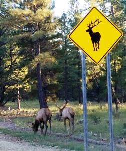 Elk! outside the Grand Canyon