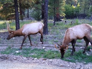 Elk! outside the Grand Canyon
