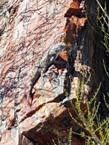 Western Fence Lizard    