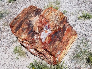 Petrified Forest Natl Park    
