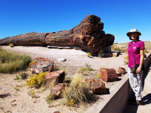 Petrified Forest Natl Park    