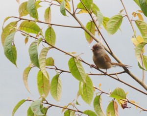 Rufous-fronted Barwing     