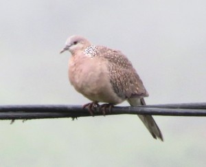 Spotted Dove   
