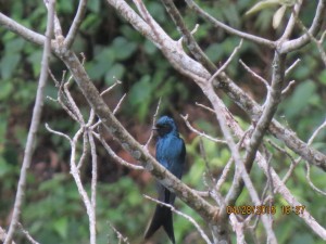 Bronzed Drongo   