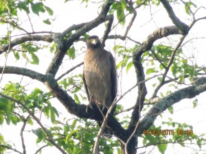 Crested Serpent Eagle  