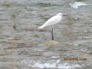Little Egret  