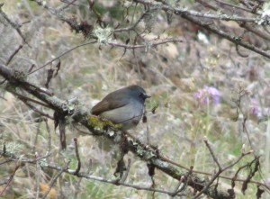 Rufous-gorgeted Flycatcher  