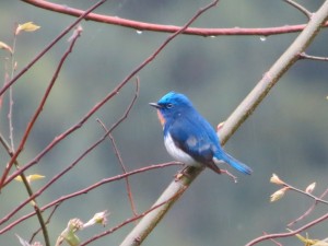 Sapphire Flycatcher  