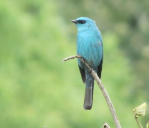 Verditer Flycatcher  