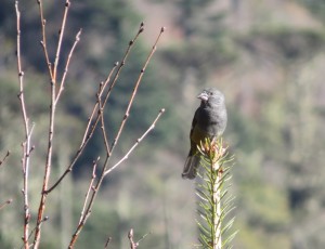 White-winged Grosbeak (f)  