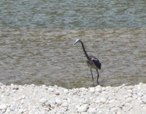 White-bellied Heron  