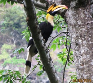 Great Hornbill  