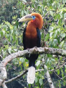 Rufous-necked Hornbill  