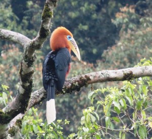 Rufous-necked Hornbill  