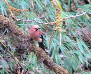 Eurasian Jay  