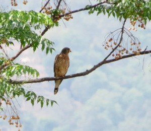 Eurasian Kestrel  