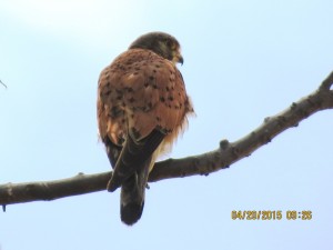 Eurasian Kestrel  