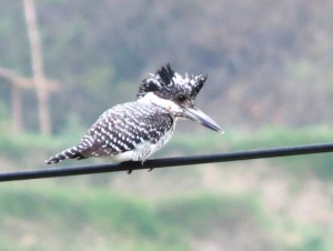 Crested Kingfisher  
