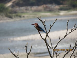 White-throated Kingfisher  