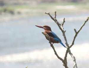 White-throated Kingfisher  