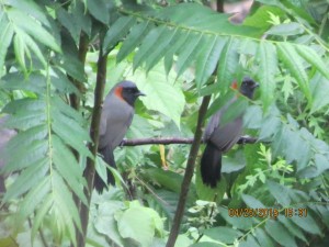 Rufous-necked Laughing-thrush   