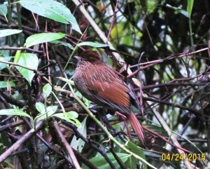 Striated Laughing-thrush   