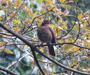 Striated Laughing-thrush   