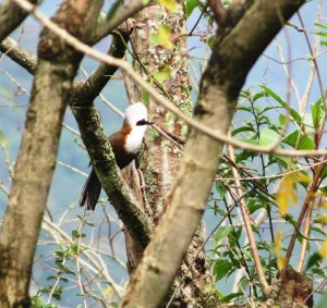 White-crested Laughing-thrush   