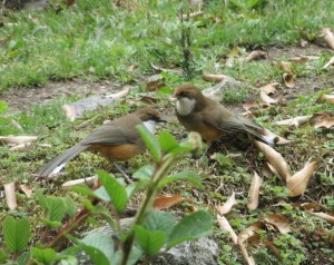 White-throated Laughing-thrush   