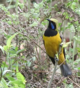 Orange-bellied Leafbird   