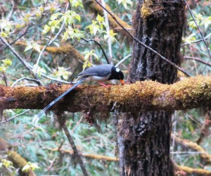 Yellow-billed Blue Magpie   