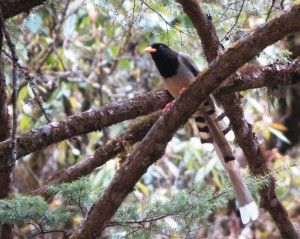 Yellow-billed Blue Magpie   