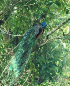 Peacock   