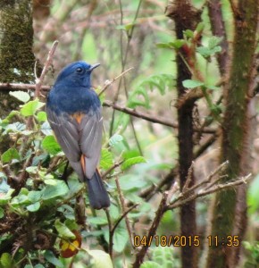 Blue-fronted Redstart   