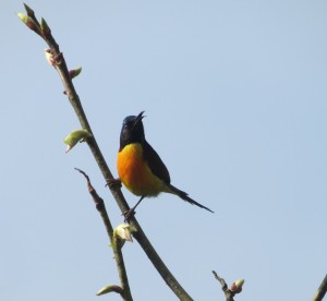 Green-tailed Sunbird   
