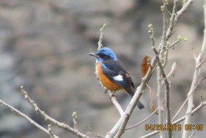 Blue-capped Rock Thrush        