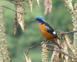 Blue-capped Rock Thrush        