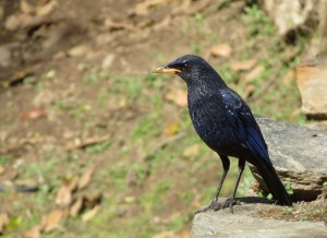 Blue Whistling Thrush        