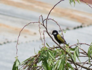 Green-backed Tit            