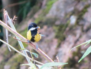 Green-backed Tit             
