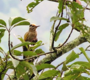 Gray-headed Woodpecker        