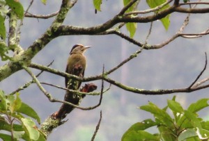 Gray-headed Woodpecker        