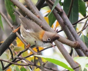 Whiskered Yuhina               