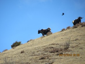 Yak!   