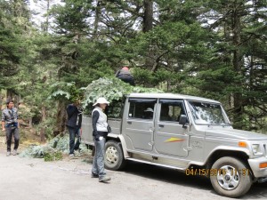 Locals collecting juniper for incense   