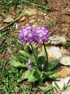 Primrose   