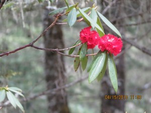 Rhododendrons   