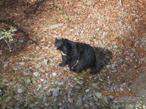 Himalayan black bear    